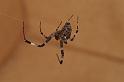 Zosis_geniculata_D7694_Z_88_The Gap_Australie